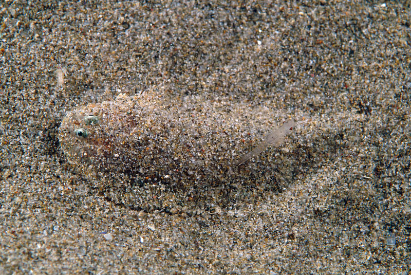 Piccola sogliola